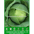 NC53 Nizi F1 round shape big fruit Chinese cabbage seeds supplier